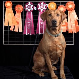 Labrador Retrievers from Southwind Labradors