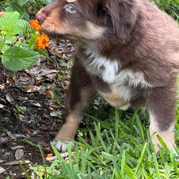 Sebastian - Red tri male Miniature Australian Shepherd puppy in Pasadena, Texas from Janet Opre-Mittendorf Moss Hill Aussies
