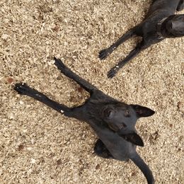 Dutch Shepherd Puppies from Island Shepherds