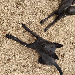 Dutch Shepherd Puppies from Island Shepherds