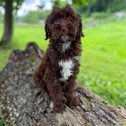 Rainbow - Chocolate female Goldendoodle puppy in Warsaw, Ohio from Lovabledoodles