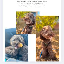 Beckham - Goldendoodle