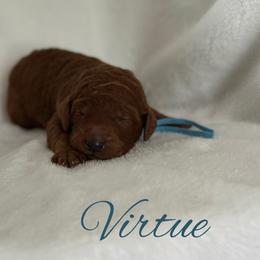 Virtue - Red  male Poodle puppy in Dayton, Texas from Wolfe Island Poodles