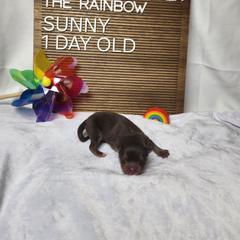 Sunny - Brown male Finnish Lapphund puppy in Mount Clemens, Michigan from Tulikettu Kennel
