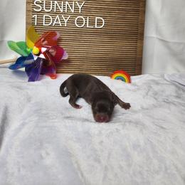 Sunny - Brown male Finnish Lapphund puppy in Mount Clemens, Michigan from Tulikettu Kennel