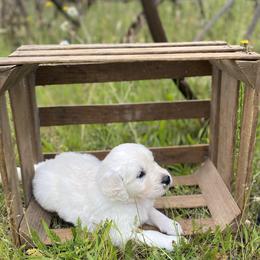 Cream - Light golden female Golden Retriever puppy in Silverton, Oregon from Silver Morning Farm