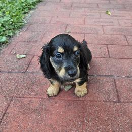 Freedom - Black and tan male Dachshund puppy in Spring Creek, Pennsylvania from Miles of Dachshunds