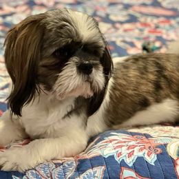 Shih Tzus from Shihtzu