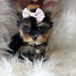 Polly - Black and tan female Yorkshire Terrier puppy in Liberty, Texas from Tiny Yorkshire pups