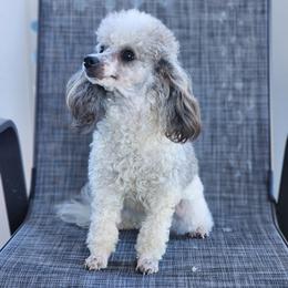 Joy - Poodle