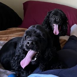 Cocker Spaniel Puppies from SuperNova’s American Cocker Spaniels