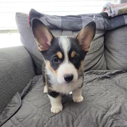 Flash (Blue Collar) - Black and tan male Pembroke Welsh Corgi puppy in Sun City, Arizona from Dash'n Corgis of AZ