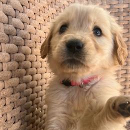 Coco - Light golden female Golden Retriever puppy in Farmington, Utah from Golden Haven Doodles