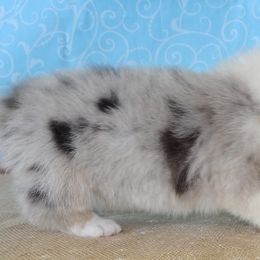 Australian Cattle Dog and Pembroke Welsh Corgi Puppies from Heelers in Texas