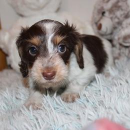 Girl 1 - Chocolate and tan female Dachshund puppy in Craig, Colorado from Rocky Mountain Shih Tzus and Dry Creek Miniature Dachshunds