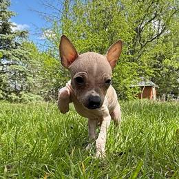 Rowan - White and red female American Hairless Terrier puppy in Buckingham, Illinois from Gaus Hof