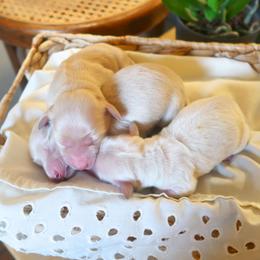 Girl 1 - Cream female Dachshund puppy in Walla Walla Valley, Oregon from English Cream Dachshunds