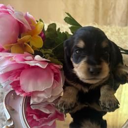 Black and cream girl - Black and cream female Dachshund puppy in Missoula, Montana from Rocky Mountain Dachshunds