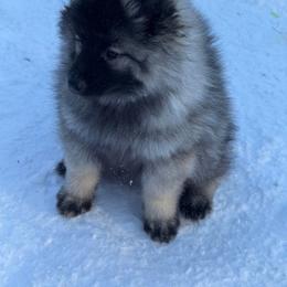 Keeshond Puppies from Hocking Hills Keeshonds