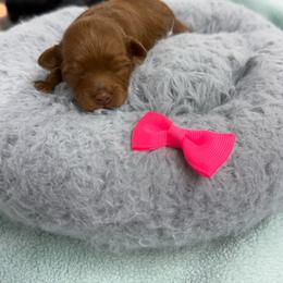 Pip - Red female Aussiedoodle puppy in Science Hill, Kentucky from Southern Paws Kennels