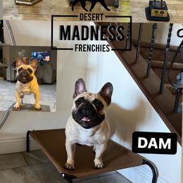 French Bulldog Puppies from Desert Madness Frenchies