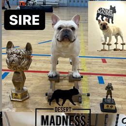 French Bulldog Puppies from Desert Madness Frenchies