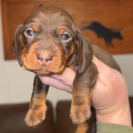 Alvin - Chocolate and tan male Dachshund puppy in Goldthwaite, Texas from Mini Mama Dachshunds