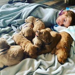 Goldendoodle Puppies from North Star Dog Training