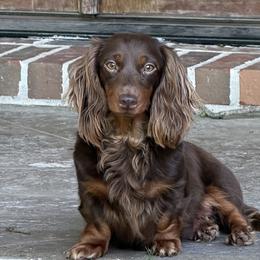 Maple - Dachshund