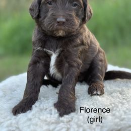 Florence (Flo) - Chocolate Goldendoodle puppy in Colorado Springs, Colorado from Shining Star Doodles