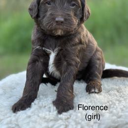 Florence (Flo) - Chocolate Goldendoodle puppy in Colorado Springs, Colorado from Shining Star Doodles