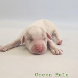Green Male - Red and white male Cockapoo puppy in Mocksville, North Carolina from Hunting Creek Farm & Kennel