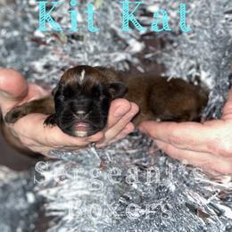 KitKat - Fawn male Boxer puppy in Madisonville, Texas from Sergeant's Boxers