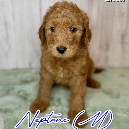 Neptune - Red  male Goldendoodle puppy in Houston, Texas from Golden Life Doodles