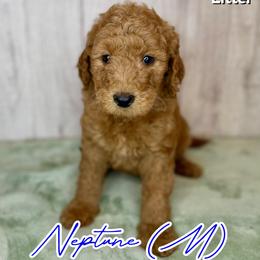 Neptune - Red  male Goldendoodle puppy in Houston, Texas from Golden Life Doodles