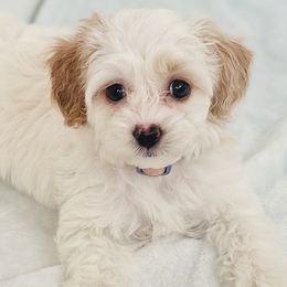 Cavapoos, Cockapoos, Goldendoodles, and Poodles from Pucci Pawfect Doodles