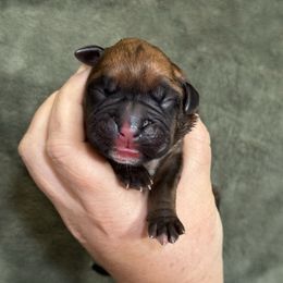 Spruce - Fawn male Boxer puppy in Briggs, Texas from Dark Horse Boxers