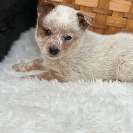 EGGNOG, claimed red boy - Red mottled male Australian Cattle Dog puppy in Kalispell, Montana from BTR Australian Cattle Dogs