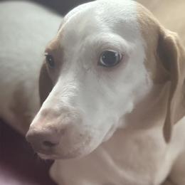 Wisco - Dachshund
