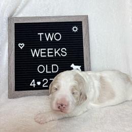 Bruce - White male Bernedoodle puppy in Sparrows Point, Maryland from Rosie’s Puppies