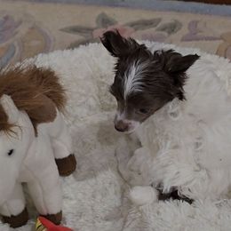 Emily - White and chocolate female Chinese Crested puppy in Amarillo, Texas from Victoria's Chinese Cresteds Long Star Angels