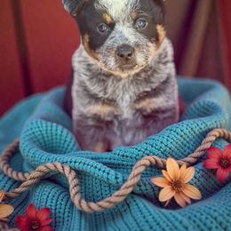 Rockie 3500 - Blue speckled male Australian Cattle Dog puppy in Kalispell, Montana from BTR Australian Cattle Dogs