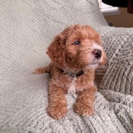 Queen Charlotte - Parti female Goldendoodle puppy in Barstow, California from Golden Desert Doodles