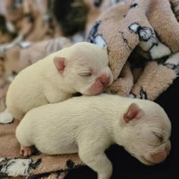 French Bulldog Puppies from Electric City Frenchies