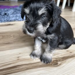 Miniature Schnauzer Puppies from Miles Family Schnauzers