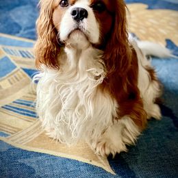 Cavalier King Charles Spaniel Puppies from Bella Fleur Cavaliers