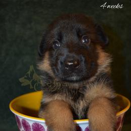 Purple Collar - Black and red female German Shepherd puppy in Orlando, Florida from AceHaven Canines