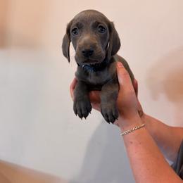 Birdie - Blue collar - Blue female Weimaraner puppy in Riverside, Utah from Blue Phantom Kennels