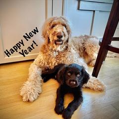 Boykin Spaniel, English Cocker Spaniel, and Labrador Retriever Puppies from PARK’s Family Farm