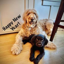 Boykin Spaniel, English Cocker Spaniel, and Labrador Retriever Puppies from PARK’s Family Farm
